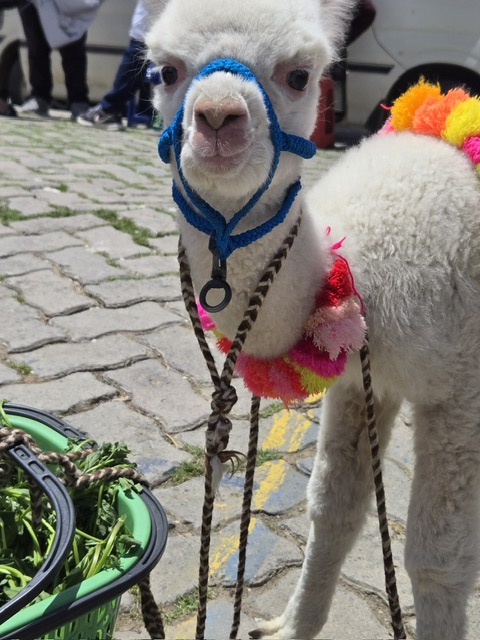 Adorable white alpaca with colorful pom-pom decorations in La Paz