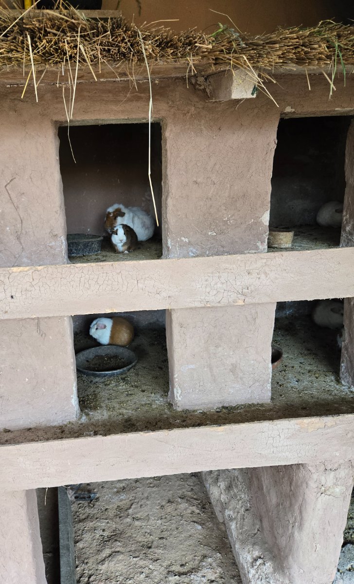 A tabby cat walking near the salt ponds at Maras