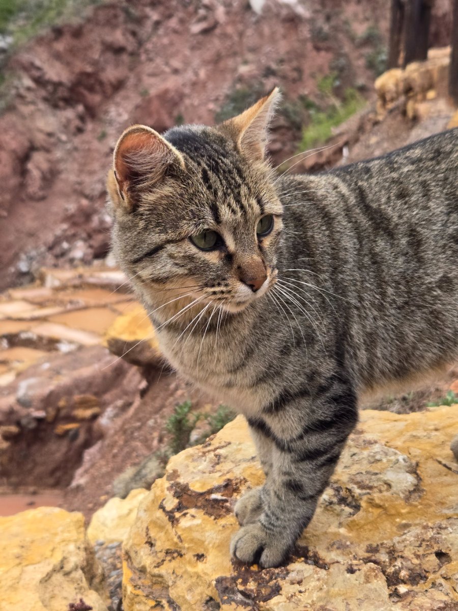 Inca agricultural terraces at Moray and Ollantaytambo